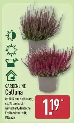 Aldi Nord GARDENLINE Calluna Angebot