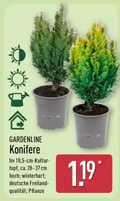 Aldi Nord GARDENLINE Konifere Angebot