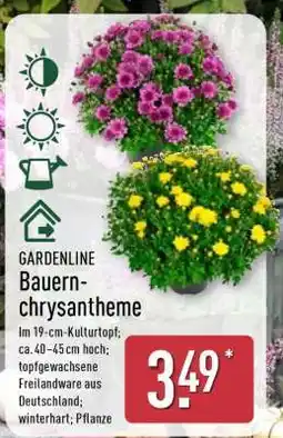 Aldi Nord GARDENLINE Bauernchrysantheme Angebot