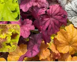 Pflanzen Kölle Kölle's Bio Heuchera Angebot