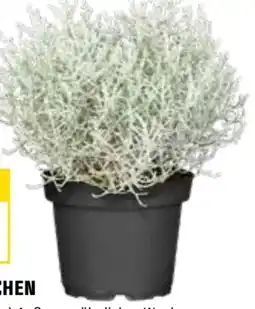 OBI Silberkörbchen Angebot