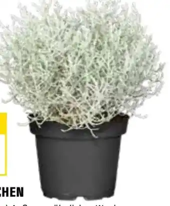 OBI Silberkörbchen Angebot