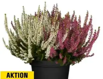 OBI Knospenblüher-Heide Garden Girls Trio Angebot