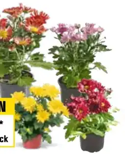OBI Chrysantheme Angebot