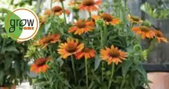 OBI Grow By Obi Sonnenhut Angebot