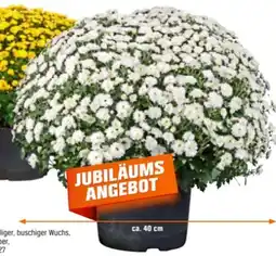 OBI Grow By Obi Chrysantheme Angebot
