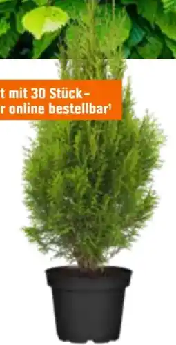 OBI Lebensbaum Smaragd Angebot