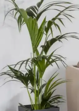 Pflanzen Kölle Howea Kentia Palme Angebot