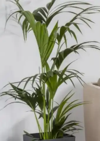 Pflanzen Kölle Howea Kentia Palme Angebot