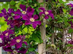 Pflanzen Kölle Clematis Angebot