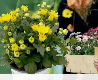 Pflanzen Kölle Chrysantheme Angebot