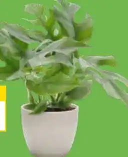 OBI Grow By Obi Fensterblatt Angebot