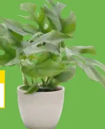 OBI Grow By Obi Fensterblatt Angebot