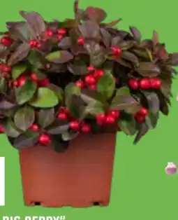 OBI Scheinbeere Big Berry Angebot