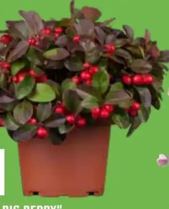 OBI Scheinbeere Big Berry Angebot