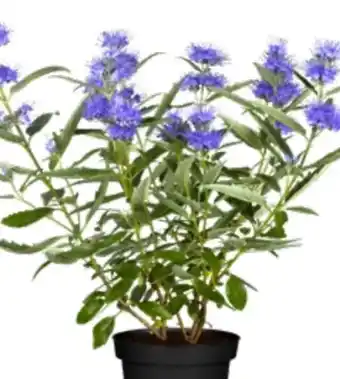 OBI Grow By Obi Bartblume Angebot
