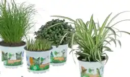 OBI Grow By Obi Vitalfutter Katzengras Angebot