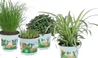 OBI Grow By Obi Vitalfutter Katzengras Angebot