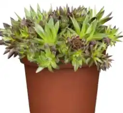 OBI Grow By Obi Hauswurz Angebot