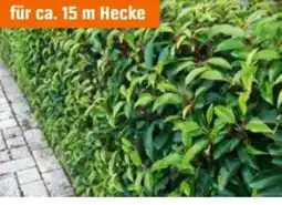 OBI Kirschlorbeer Angustifolia XL Angebot