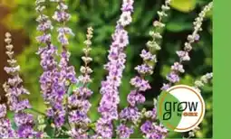 OBI Grow By Obi Mönchspfeffer Angebot
