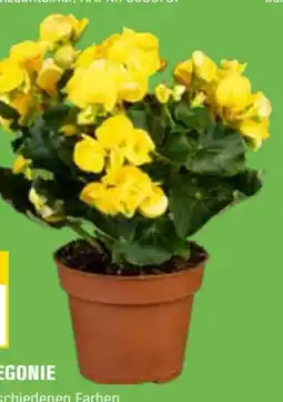 OBI Grow By Obi Begonie Angebot
