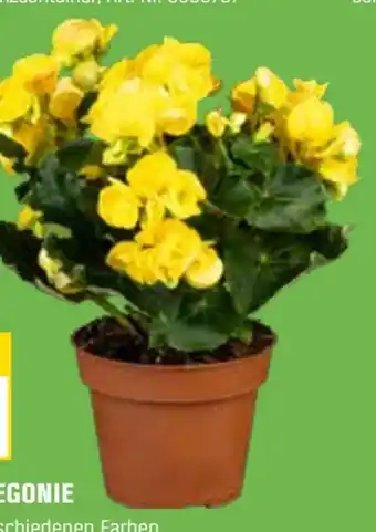 OBI Grow By Obi Begonie Angebot