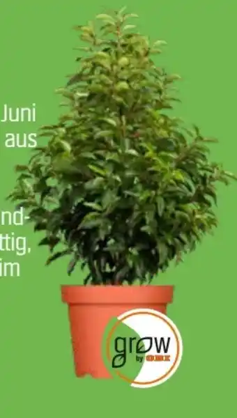 OBI Grow By Obi Kirschlorbeer Angustifolia Angebot
