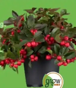 OBI Grow By Obi Scheinbeere Angebot