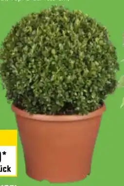 OBI Buchsbaum Kugeln Angebot