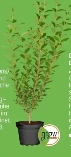 OBI Grow By Obi Liguster Angebot