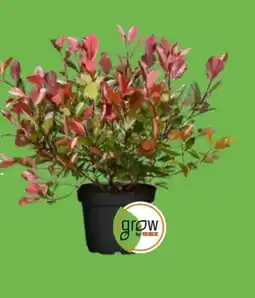 OBI Grow By Obi Glanzmispel Red Robin Angebot