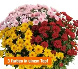 OBI Herbst-Chrysantheme Trio Angebot