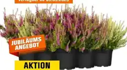 OBI Besenheide Angebot