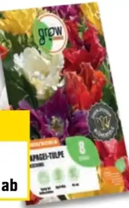 OBI Grow By Obi Blumenzwiebel Angebot