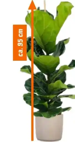 OBI Grow By Obi Geigenfeige Angebot
