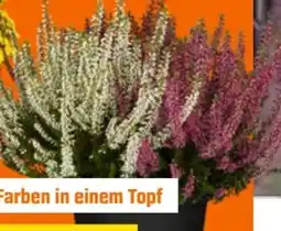 OBI Garden Girls Knospenblüher-Heide Angebot