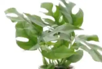 OBI Grow By Obi Fensterblatt Angebot