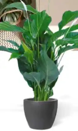 OBI Grow By Obi Einblatt Angebot