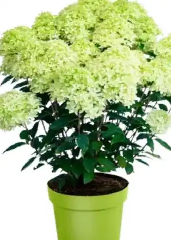 OBI Grow By Obi Rispenhortensie Living Creations Angebot