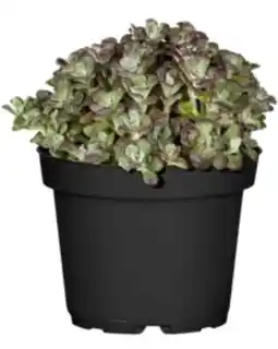 OBI Grow By Obi Fetthenne Sortenmix Angebot