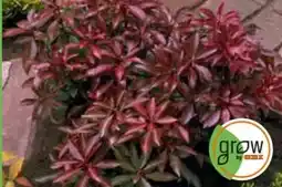 OBI Grow By Obi Schattenglöckchen Mountain Fire Angebot