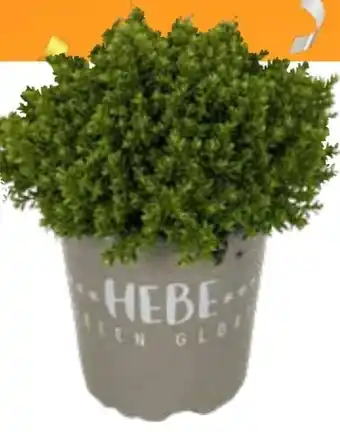 OBI Strauchveronika Green Globe Angebot