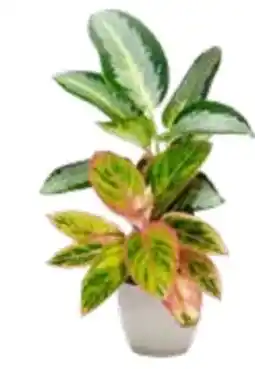 OBI Grow By Obi Kolbenfaden Angebot