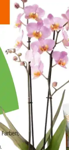 OBI Grow By Obi Schmetterlingsorchidee Angebot