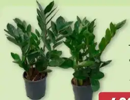 Aldi Nord Gardenline Zamioculcas Angebot