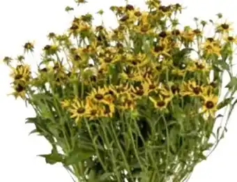 OBI Grow By Obi Sonnenhut Angebot
