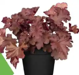 OBI Grow By Obi Purpurglöckchen Angebot