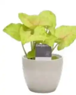 OBI Grow By Obi Purpurtute Angebot