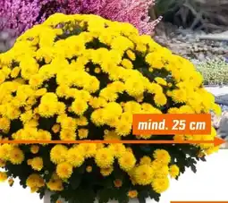 OBI Chrysanthemen Büsche Angebot